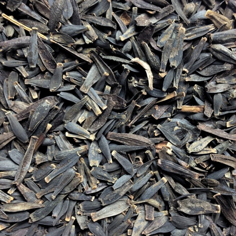 Dahlia australis, 20 seeds Cultivariable