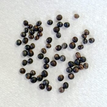 Achira (Canna edulis) seeds