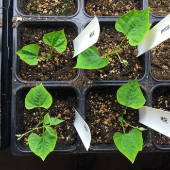 Ahipa (Pachyrhizus ahipa) seedlings