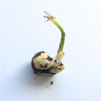 Ahipa (Pachyrhizus ahipa) seedling with multiple sprouts