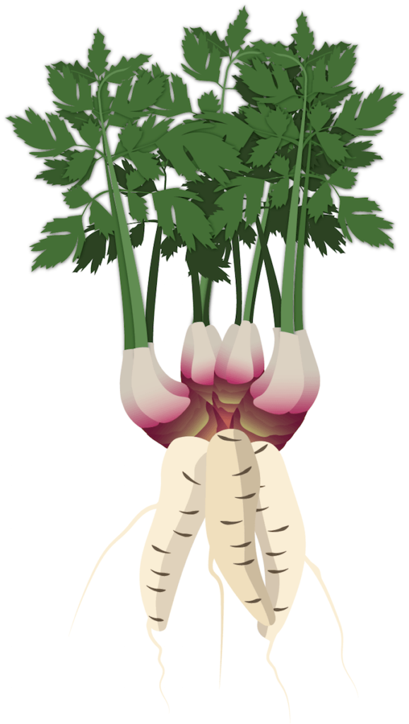Arracacha (Arracacia xanthorrhiza) illustration