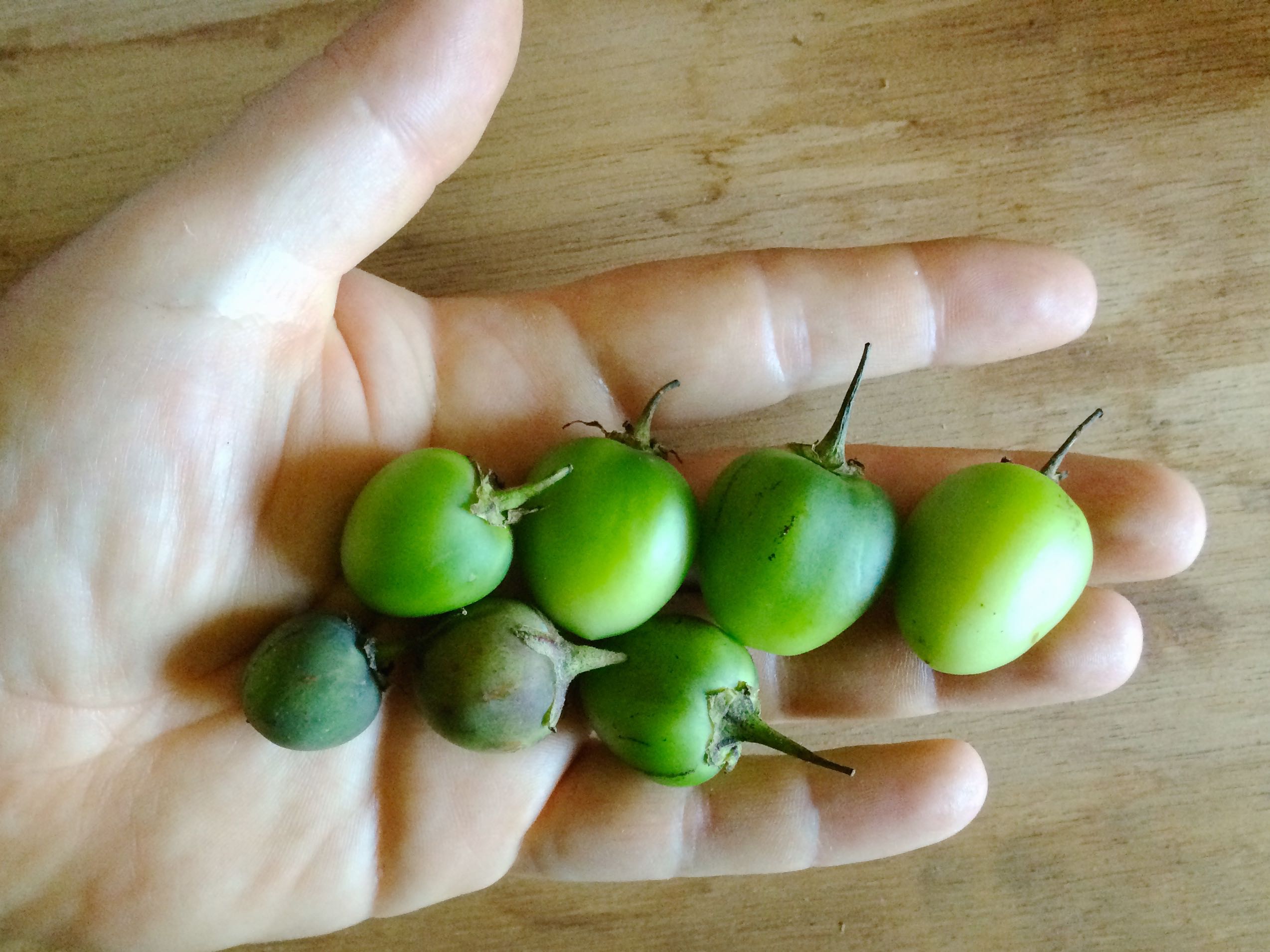 Several potato berries in hand; each contains up to 300 true potato seeds (TPS)