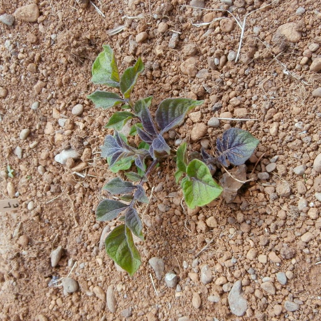 A potato plant of the variety Azule Rose emerging