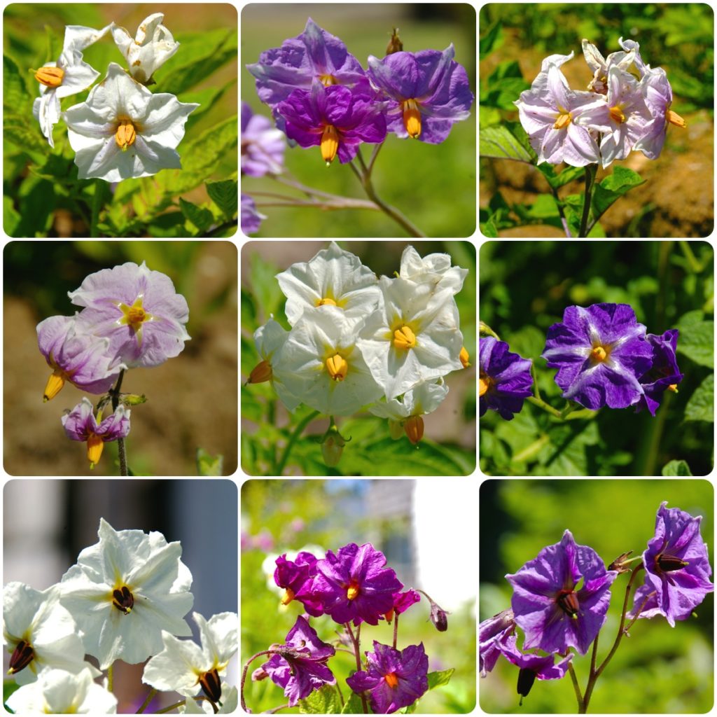 potato-flowers