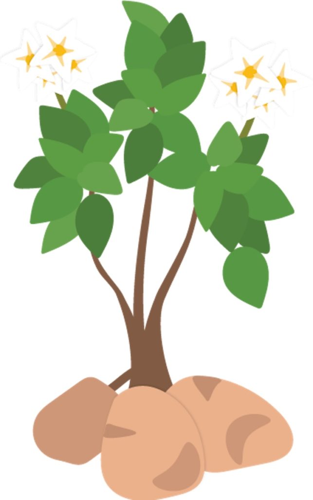 Potato plant illustration