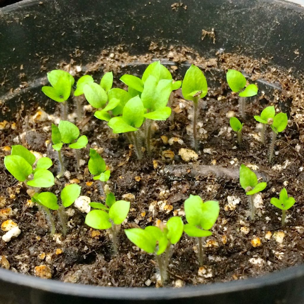 Seedlings grown from true potato seeds, less than an inch tall with no true leaves yet