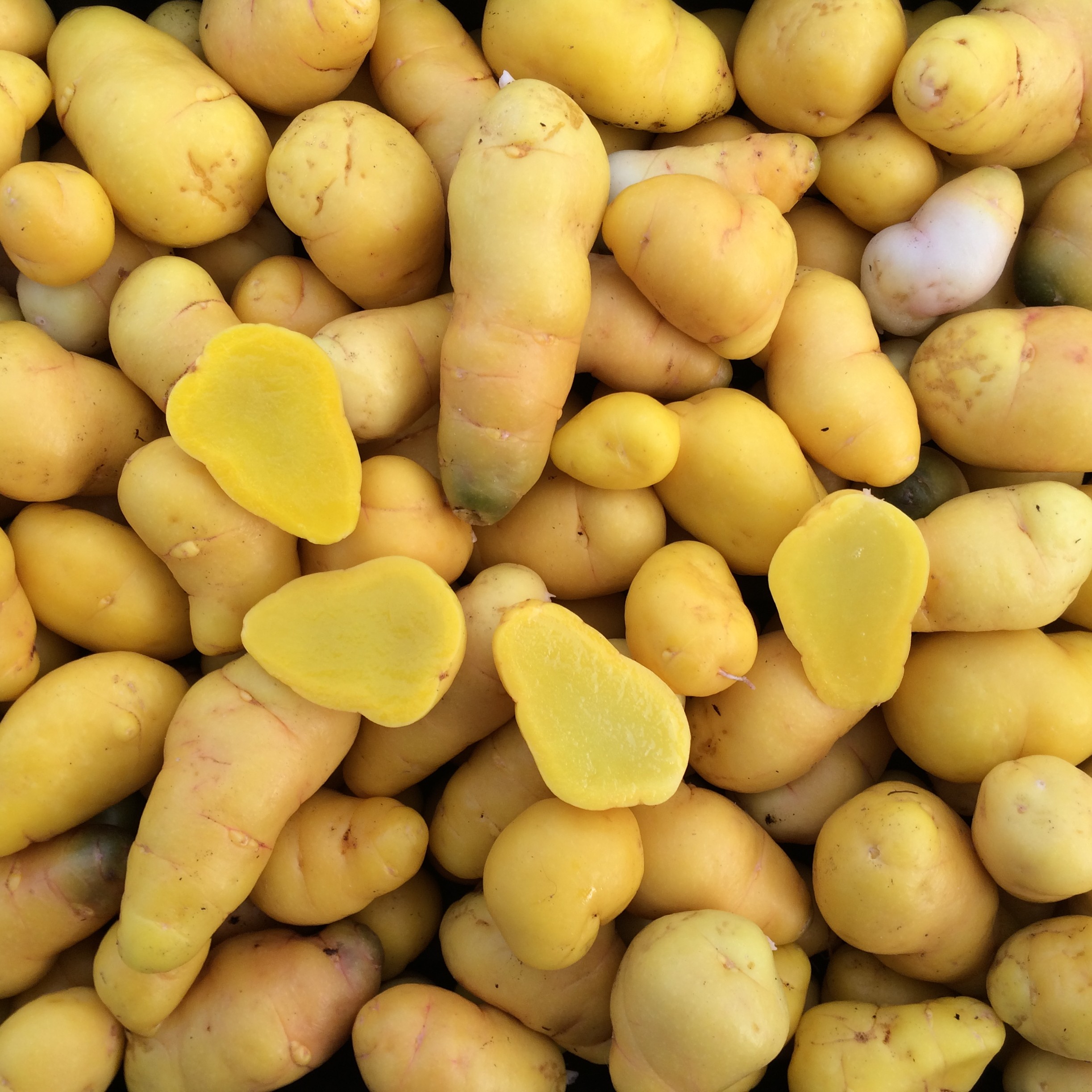 Ulluco, Humptulips Cultivariable