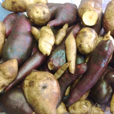 Mixed yacon storage tubers of different colors