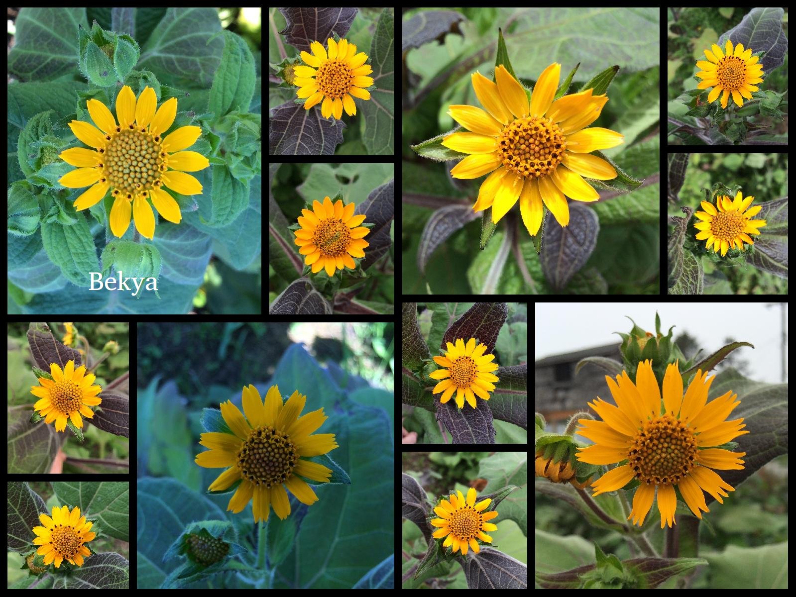 yacon-Bekya-flowers