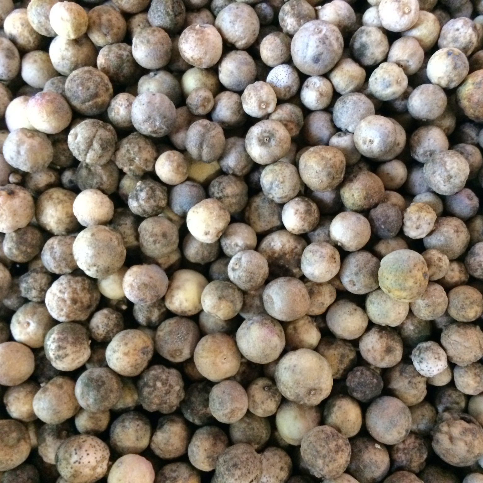 A close up of sea kale seeds. They are a dirty tan color, spherical, and about 1/4 to 1/3 of an inch around.