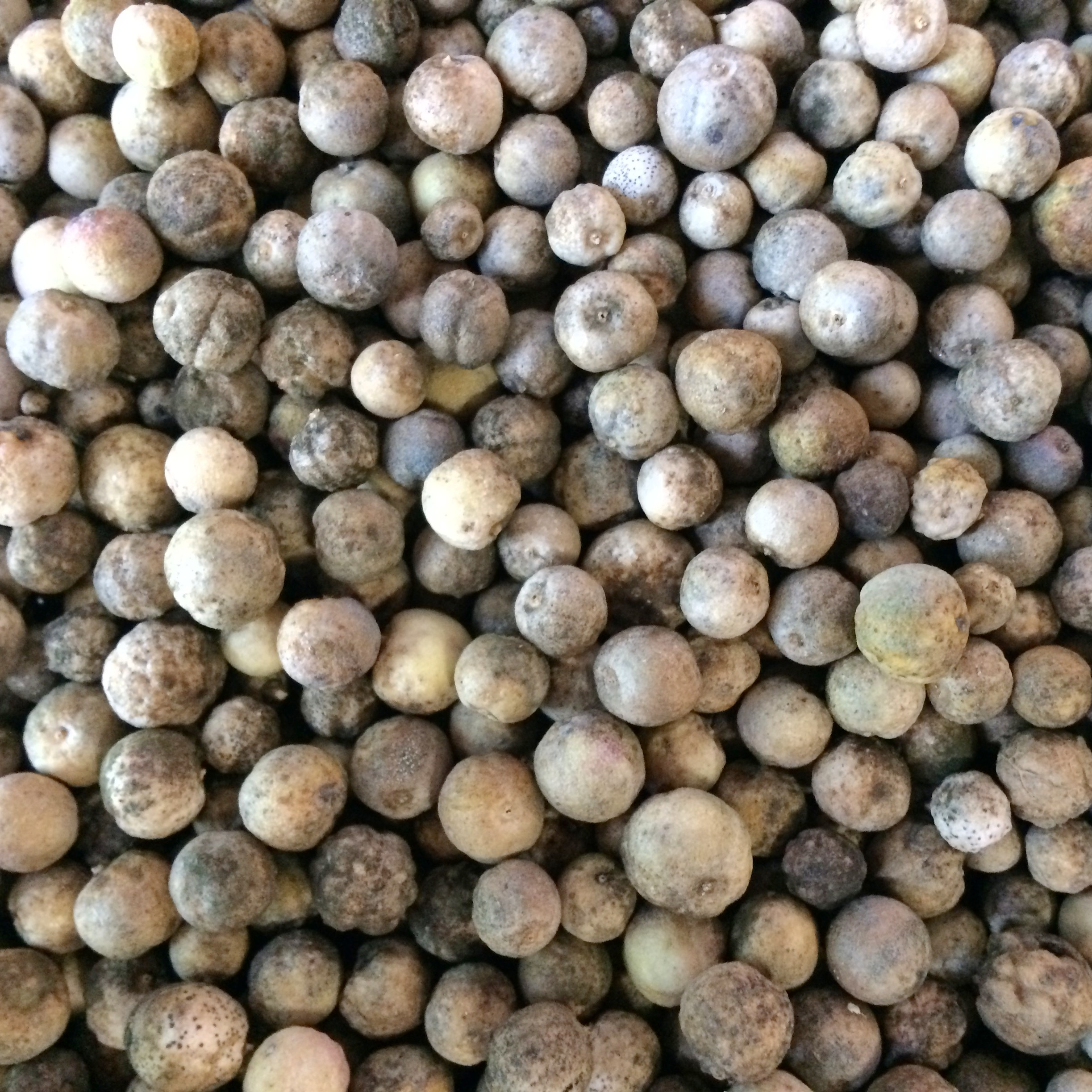 Sea kale seeds Cultivariable