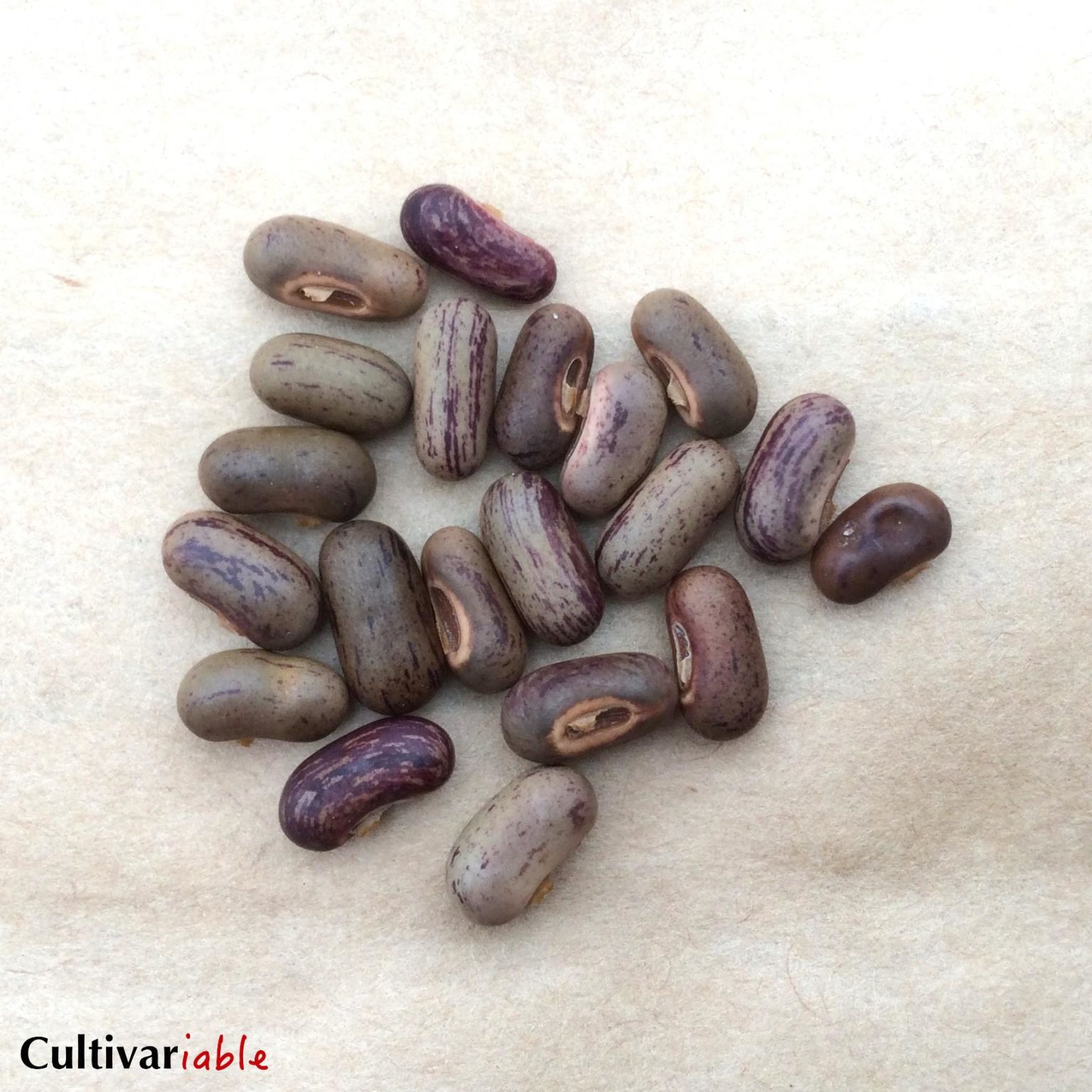 Groundnut (Apios americana) The Cultivariable Growing Guide