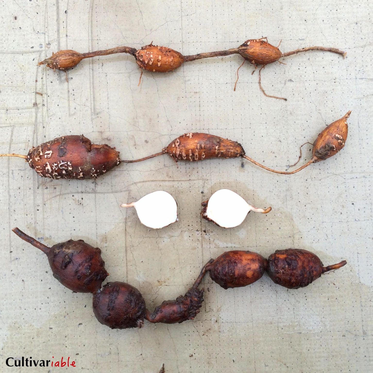 Groundnut (Apios americana) The Cultivariable Growing Guide