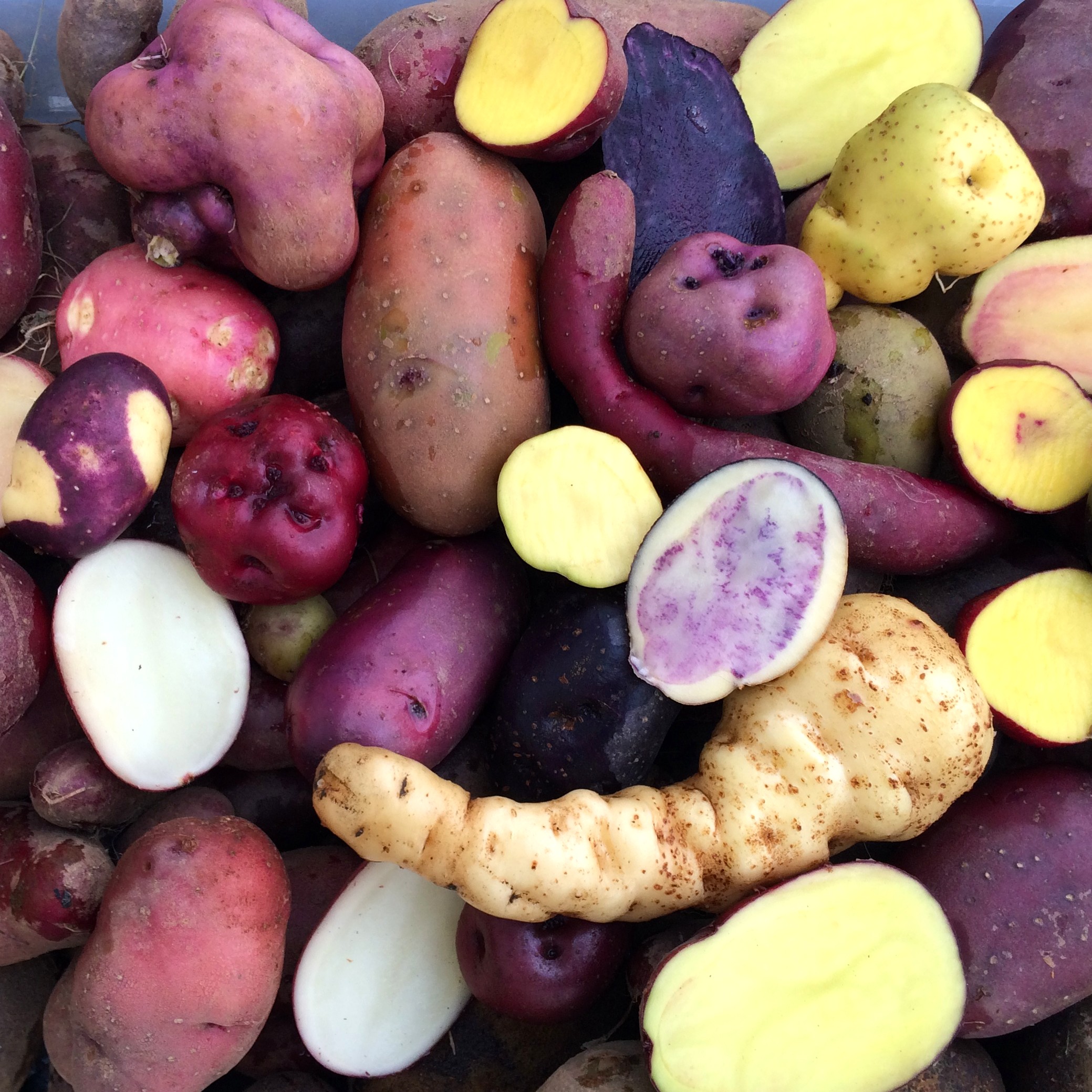 Potato (Solanum tuberosum) Tubers and Seeds Cultivariable