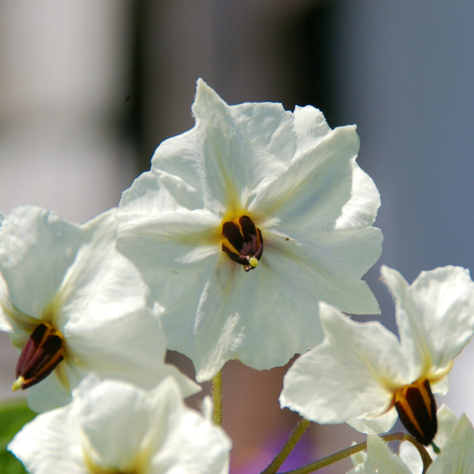 Potato flowers have white corollas and deep purple-brown anthers (usually described as black)