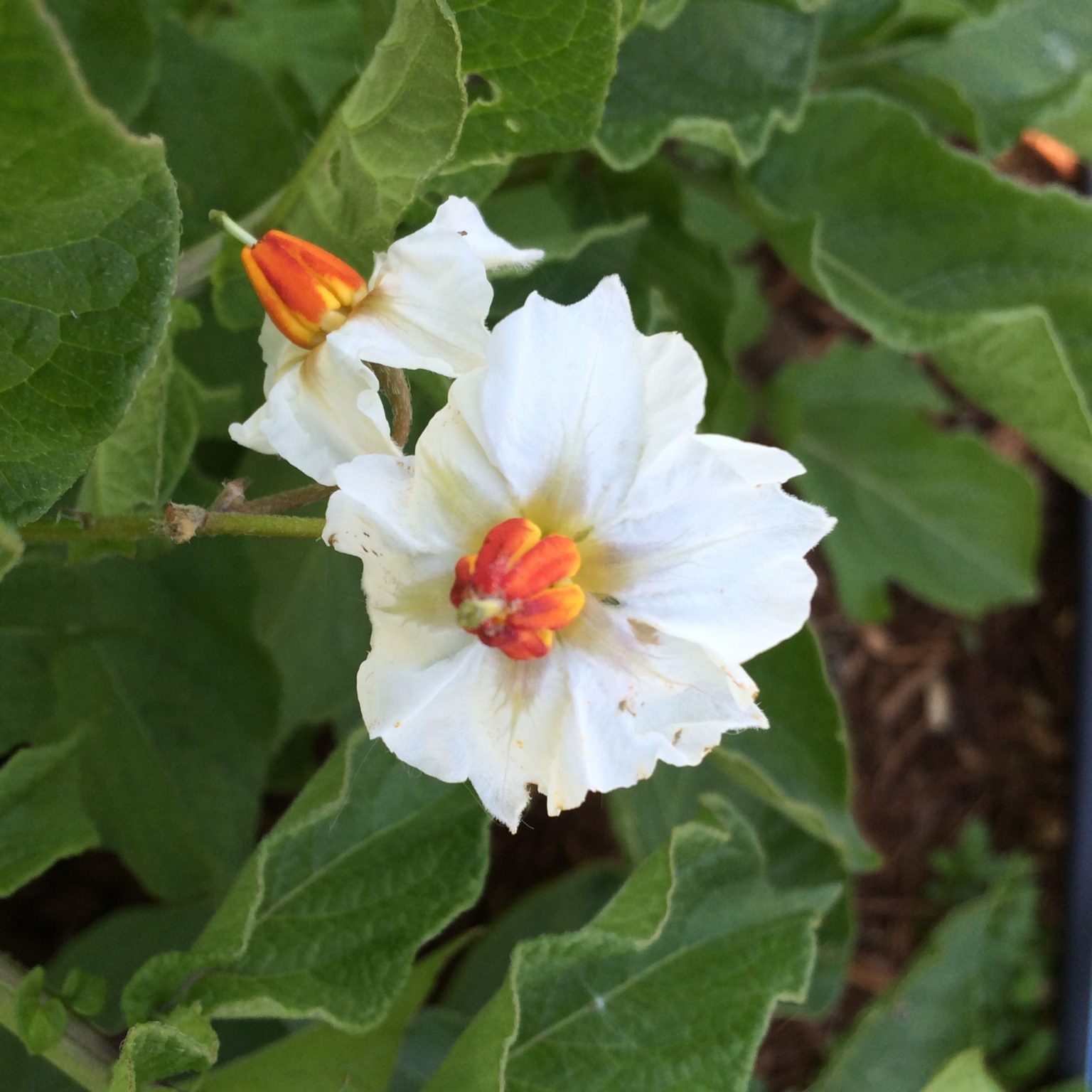 Potato flowers with white corollas and anthers that grade from red at the tips to orange and then yellow