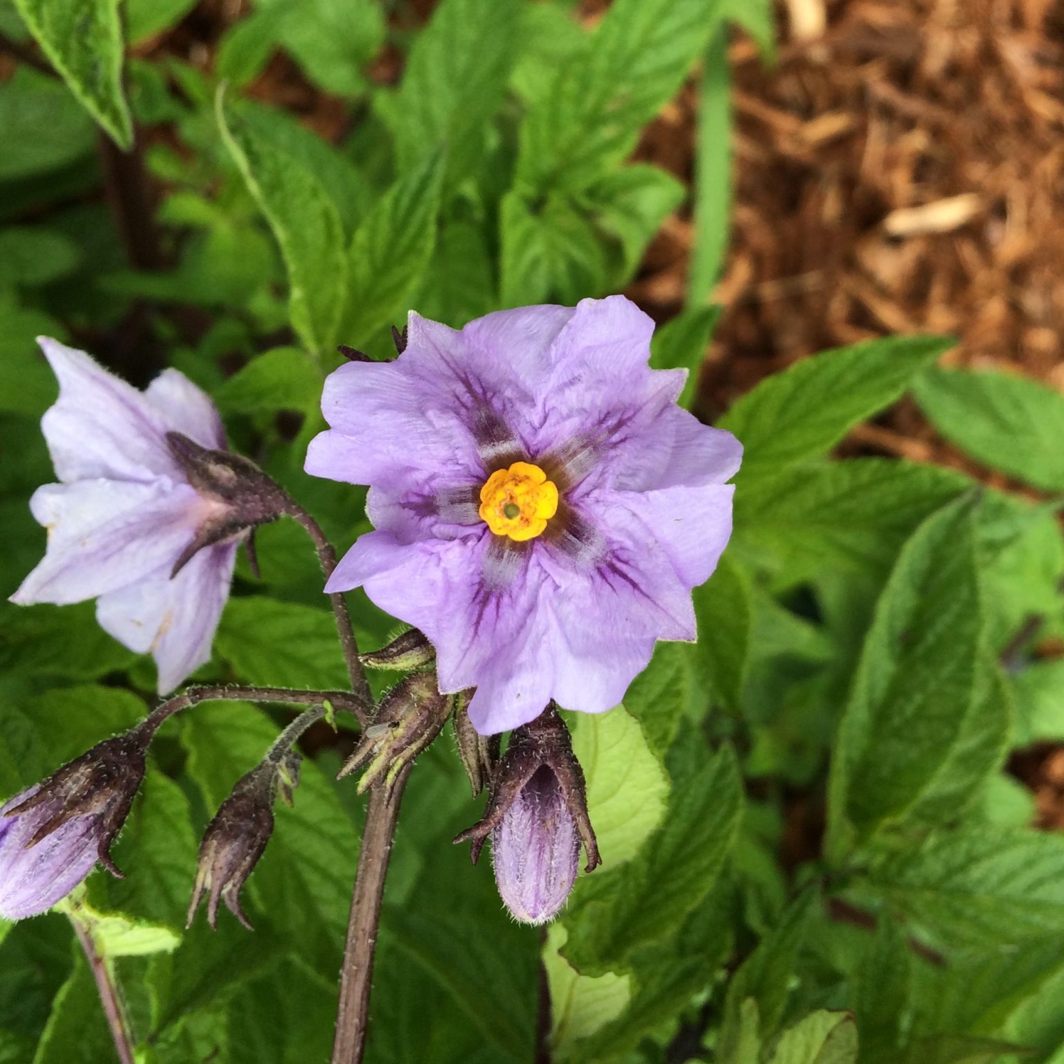 Flower of a diploid potato. The corolla is light purple with dark purple nectar guides. The anthers are yellow. The sepals are a dark purple, almost black.