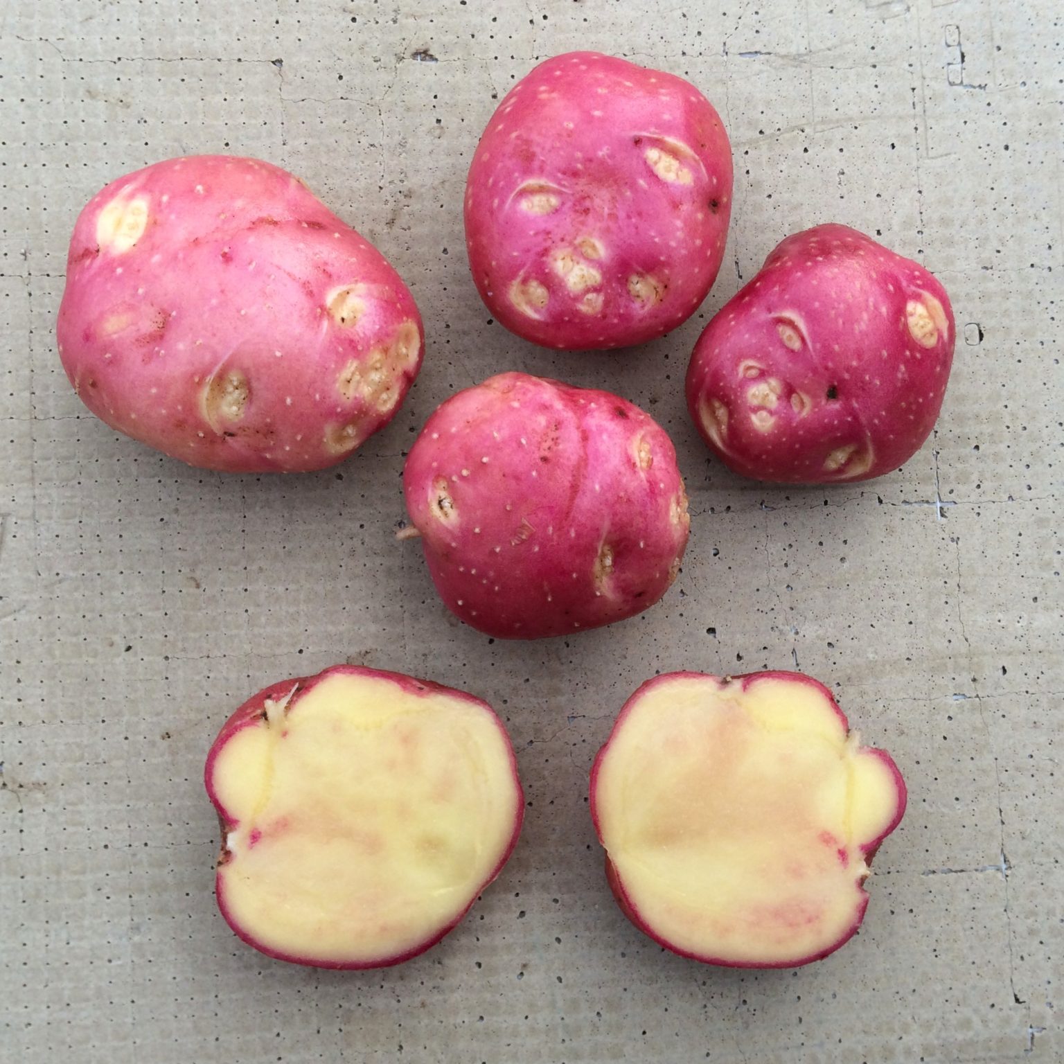 Tubers of the Cultivariable original potato variety 'Calawah'