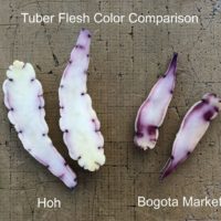 Mashua (Tropaeolum tuberosum) 'Hoh' vs 'Bogota Market' comparison