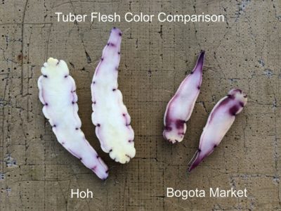 Mashua (Tropaeolum tuberosum) 'Hoh' vs 'Bogota Market' comparison
