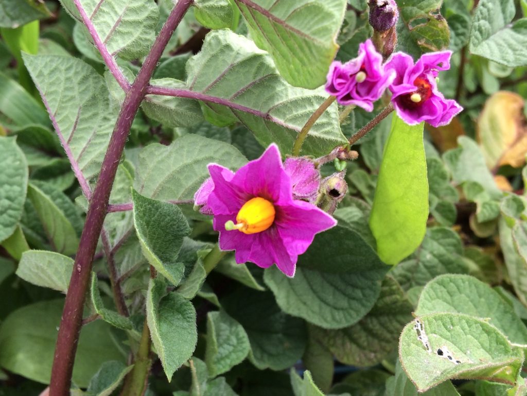 A bright red-purple potato flower with a pentagonal corolla and yellow anthers