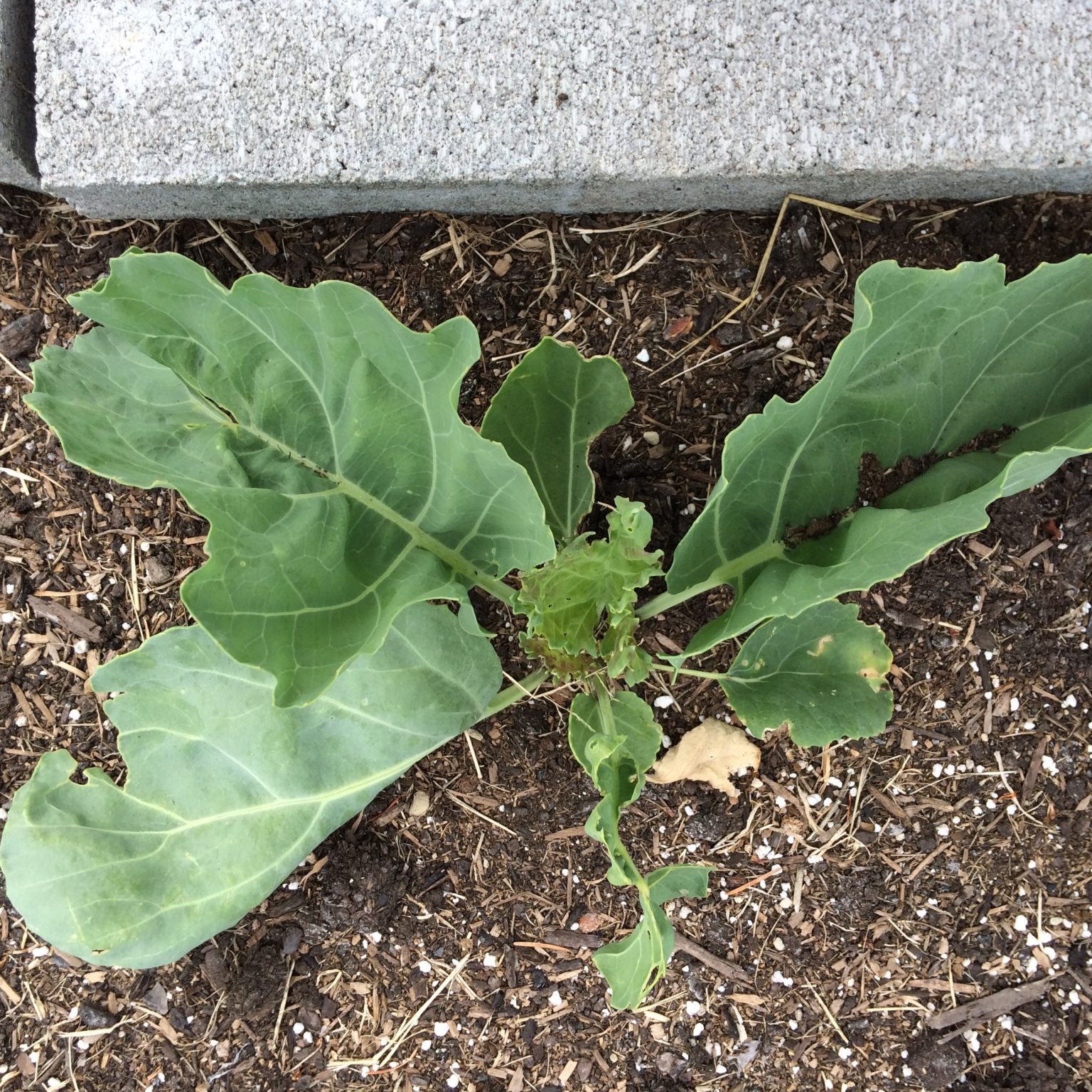 A plant that looks superficially similar to kale, with large green leaves and thick petioles