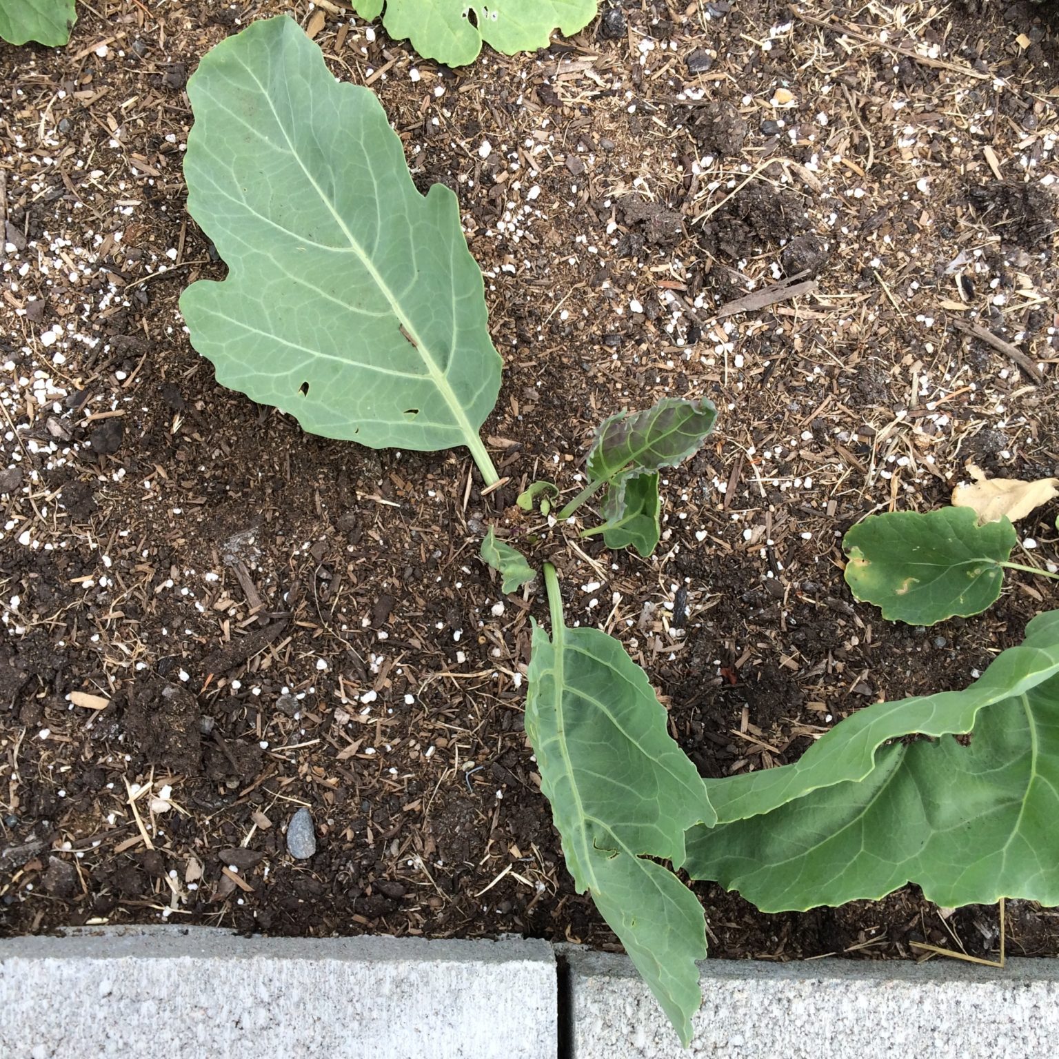 A plant that looks superficially similar to kale, with large green leaves and thick petioles