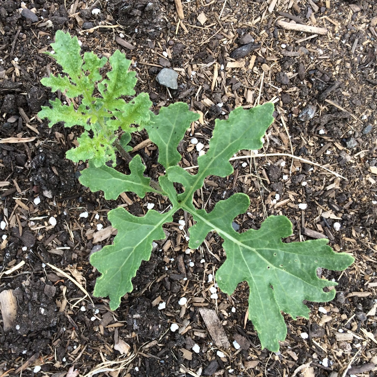This seedling has deeply lobed, almost skeletal leaves. The new growth has a fuzzy or prickly appearance due to leaf hairs.