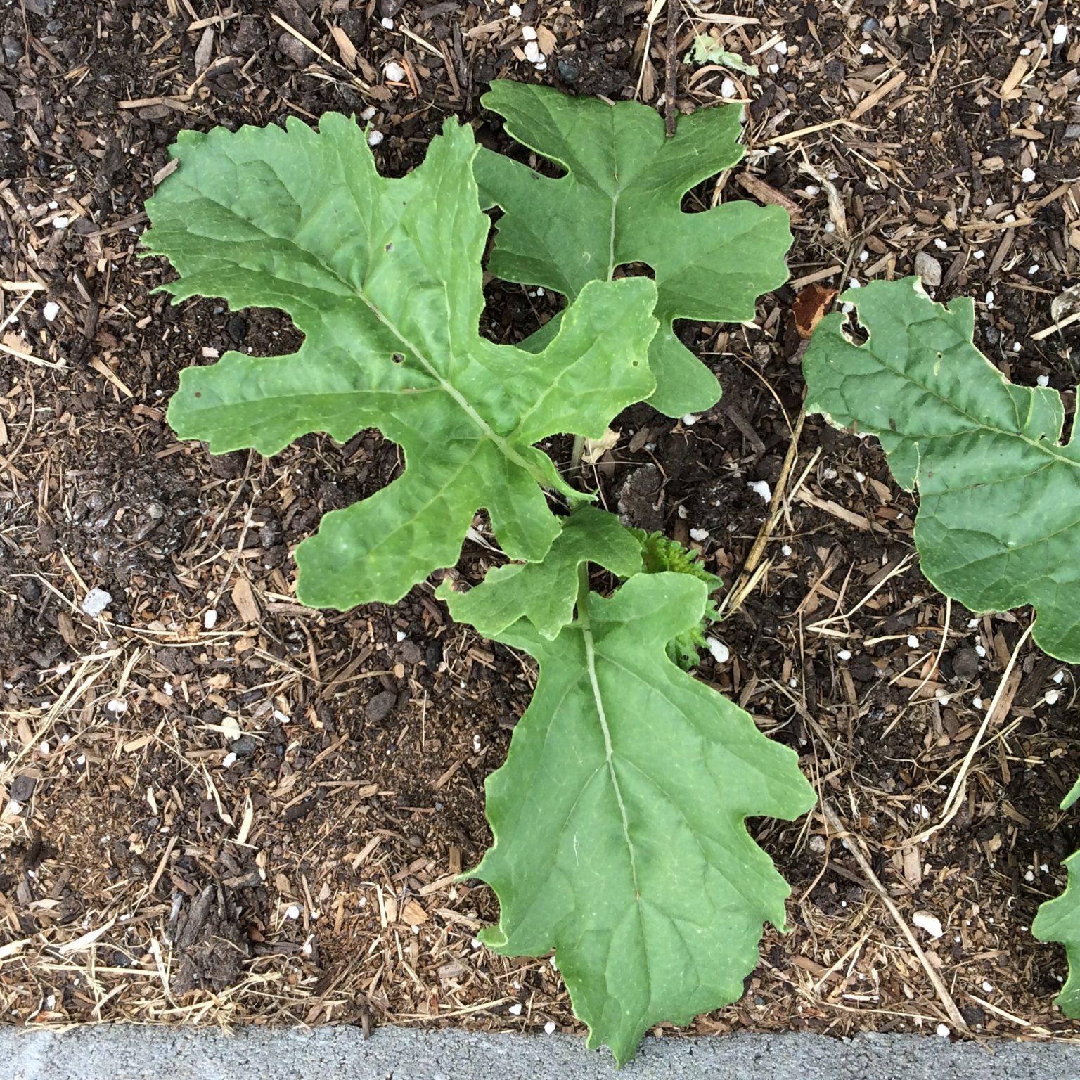 This seedling has deeply lobed leaves.