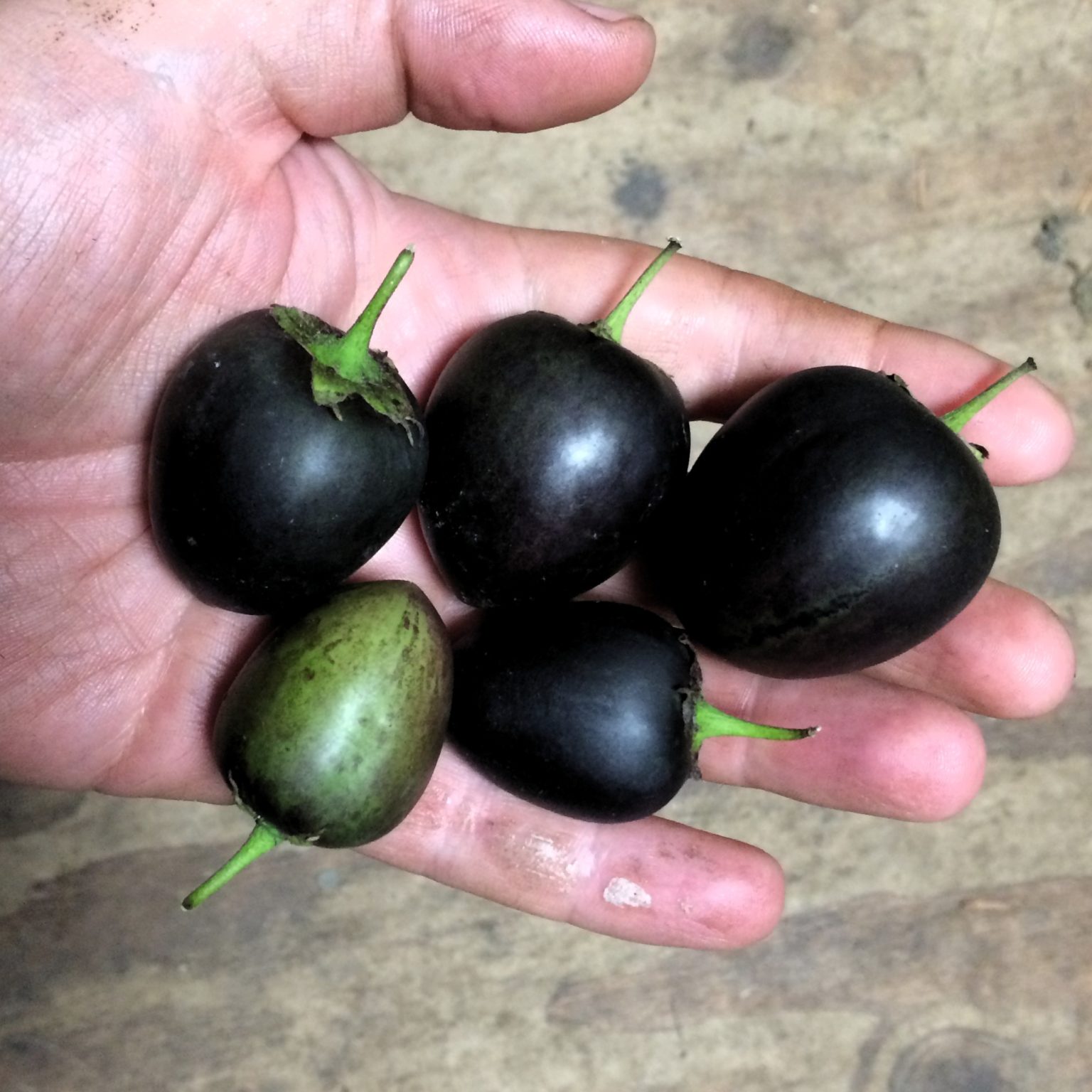 Potato What You Should Know About Potato Fruits Cultivariable