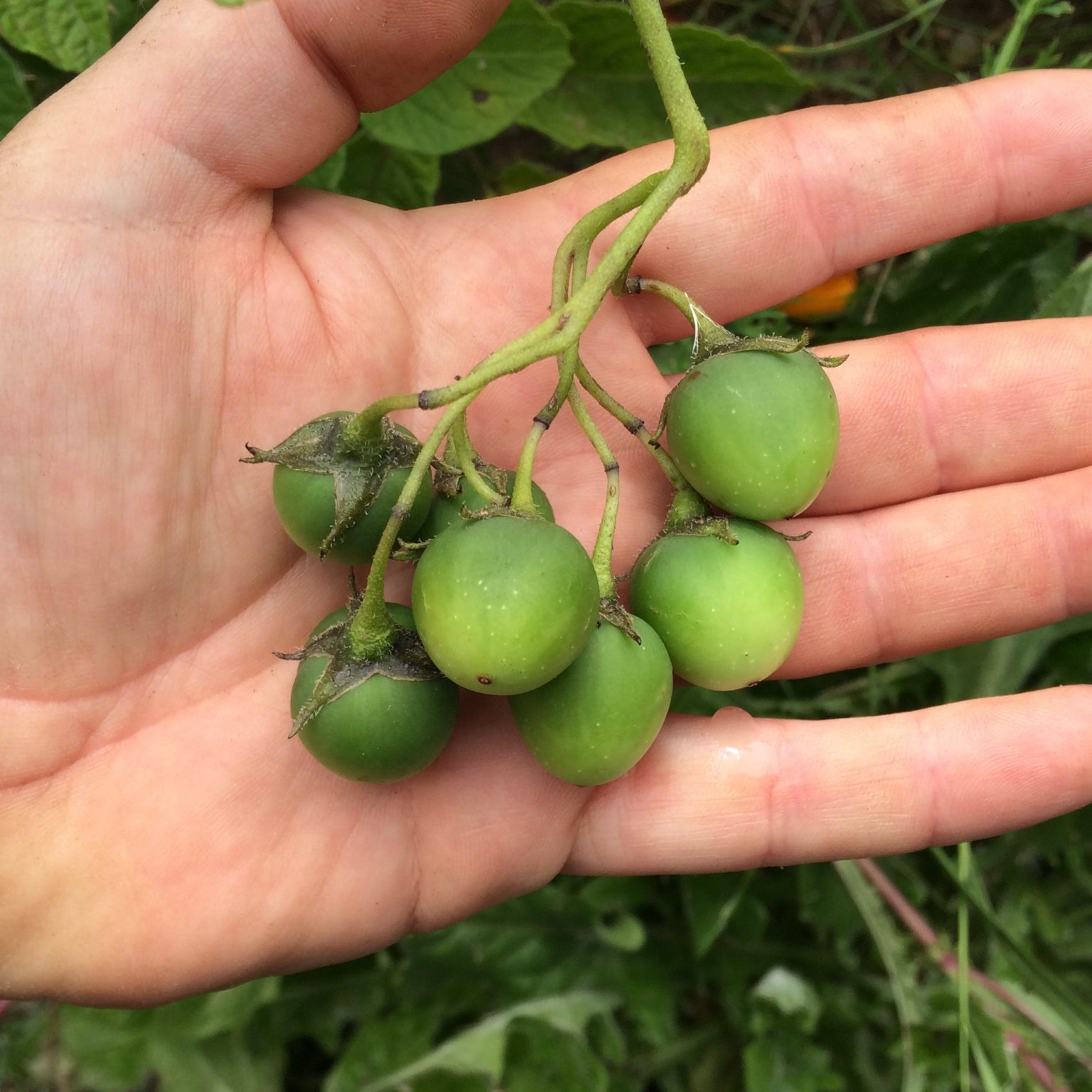 Seven potato berries still attached to the plant, held in hand. The berries are light breen and slightly ovoid. They have prominent articulations.