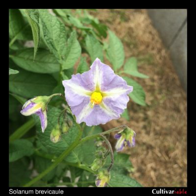 Solanum brevicaule flower