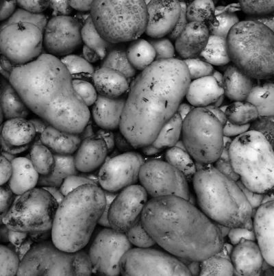 A black and white photo of a tray of Solanum brevicaule tubers. They are about 1 to 2 inches long, oval, and similar in form to baking potatoes.
