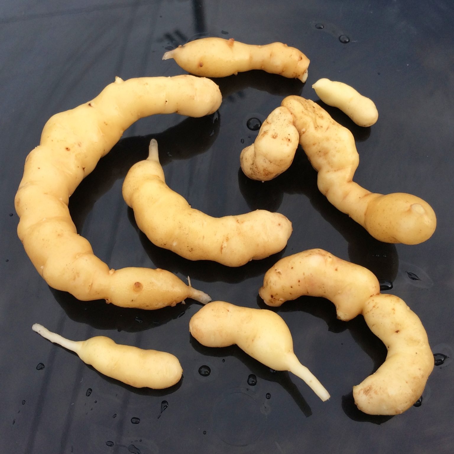 Potato Tubers of USDA PI 234008