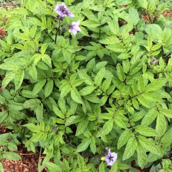 Lime green foliage and long leaves characteristic of a diploid domesticated potato