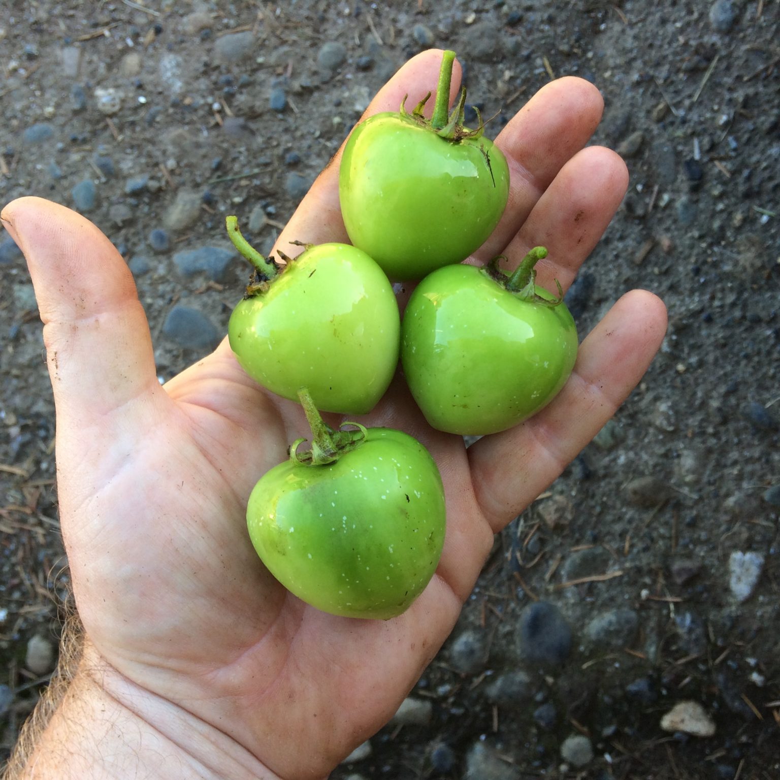 Four large potato berries held in hand. They are green with some white speckling.