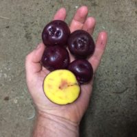 Four uncut and one cut Elwha potatoes in hand. They are dark red/purple with vivid yellow flesh.