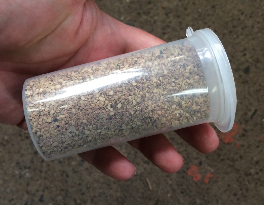 A canister containing 100 grams of true potato seeds (TPS)