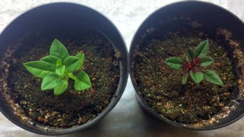 Two potted ulluco seedlings