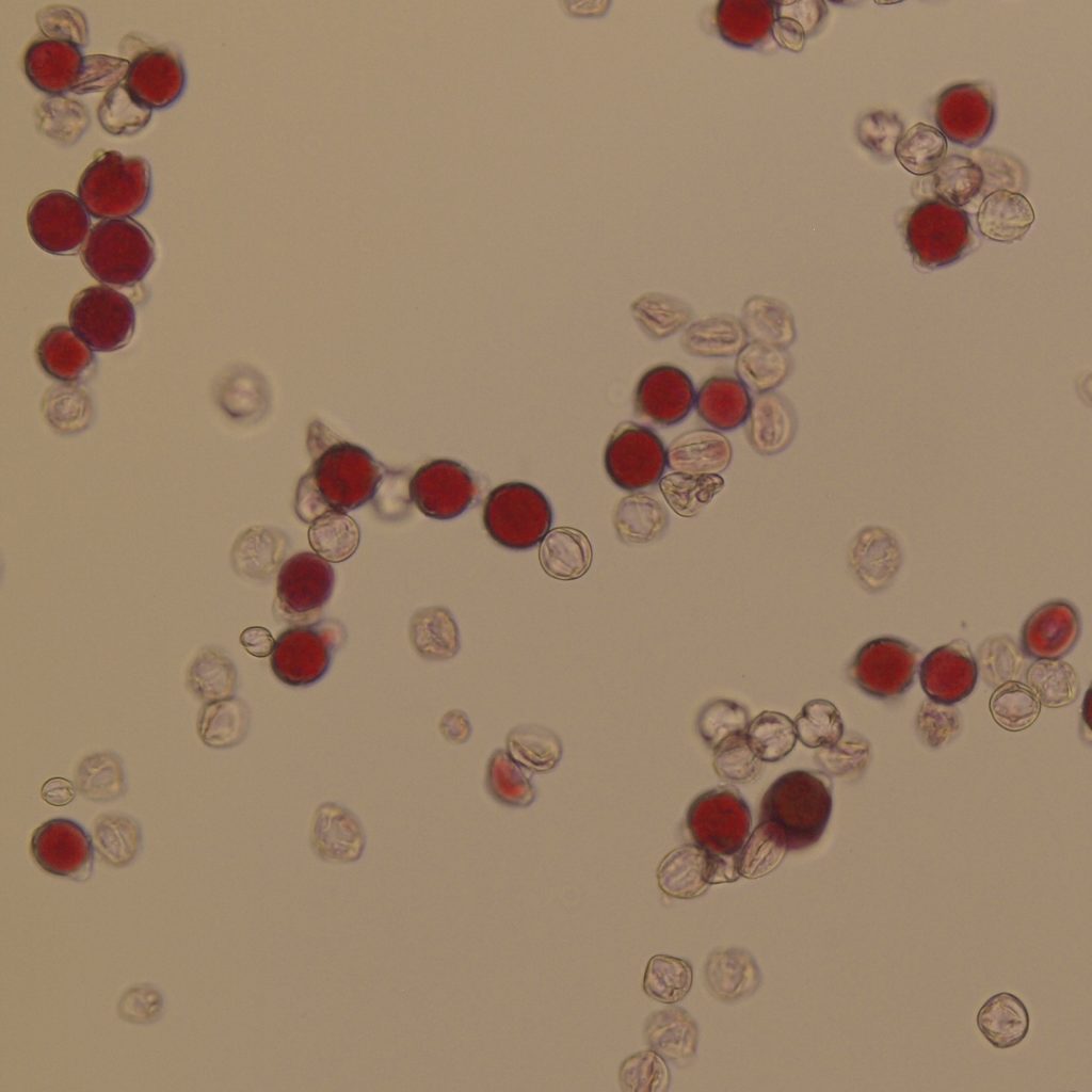 A pollen stain test can reveal male sterility.  This slide shows a mix of viable (stained) and non-viable (clear) pollen.