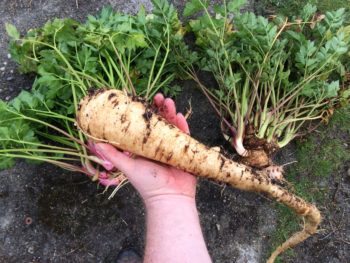 Large arracacha (Arracacia xanthorrhiza) root