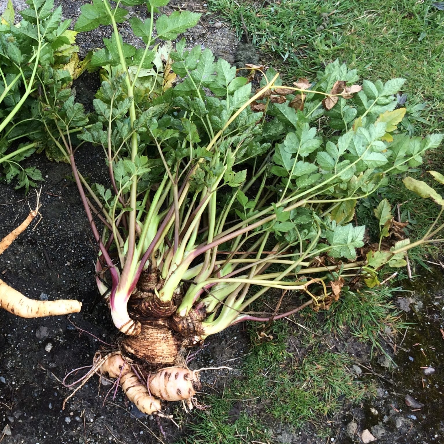 Arracacha (Arracacia xanthorrhiza) 'Zaytuna' plant