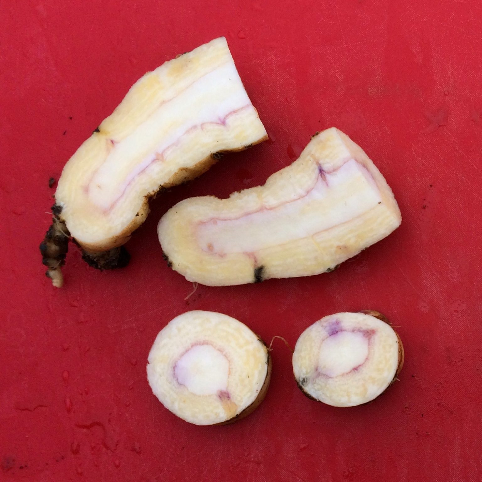 Arracacha (Arracacia xanthorrhiza) 'Zaytuna' root interior