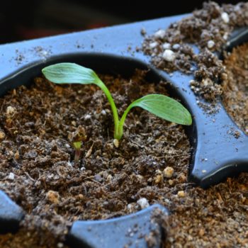 Arracacha (Arracacia xanthorrhiza) seedling