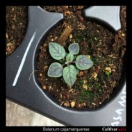 Solanum cajamarquense seedling