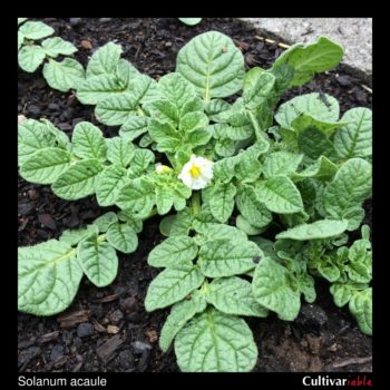 Above ground plant of the wild potato species Solanum acaule