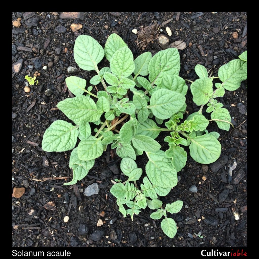 Solanum acaule – Cultivariable