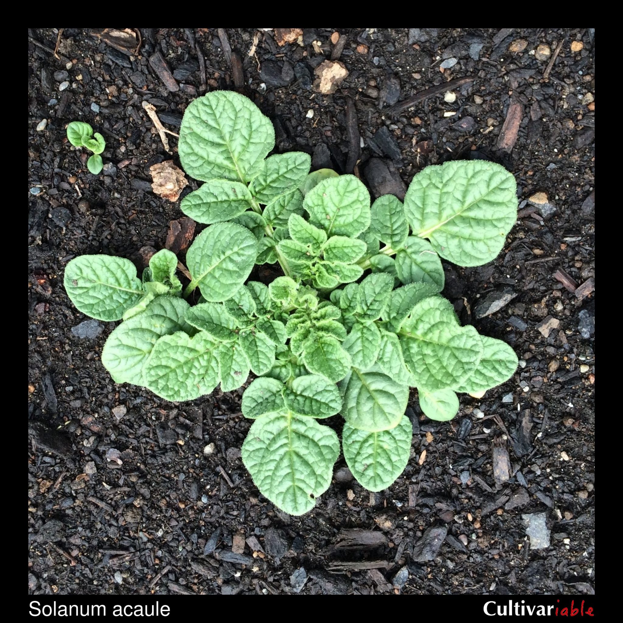 Solanum acaule – Cultivariable