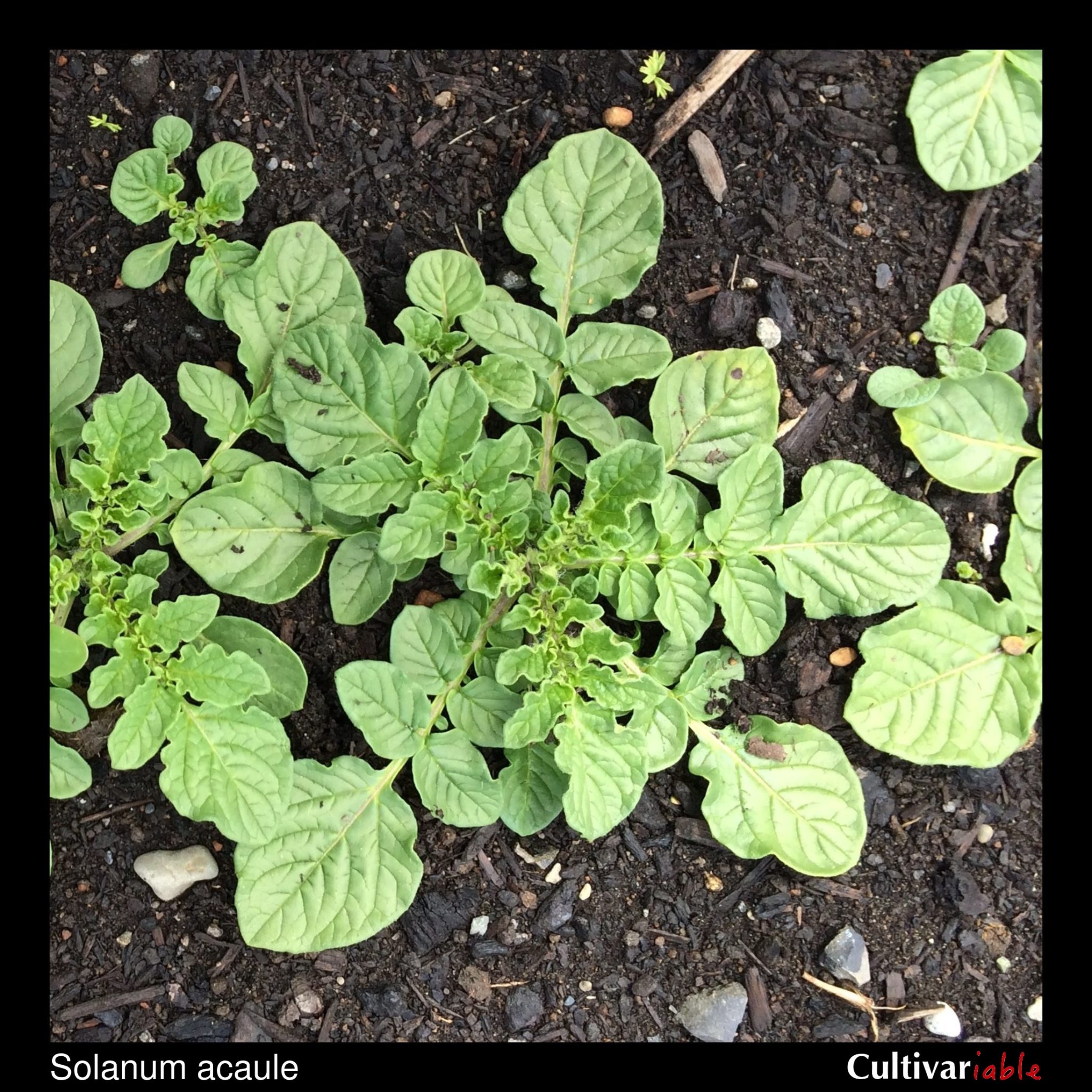Solanum acaule – Cultivariable
