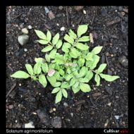 Solanum agrimoniifolium plant
